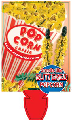 POPCORN