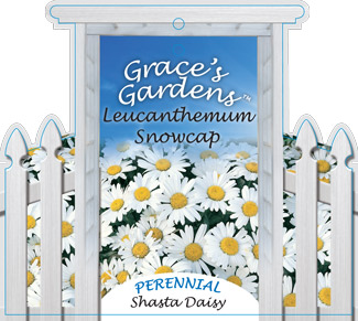 grace2