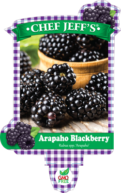 blackberry